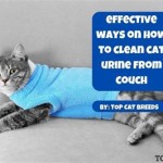 Best Way To Clean Cat Pee From Couch