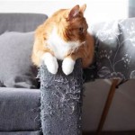 How To Get Cat From Scratching Couch