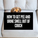 How To Get Old Pee Smell Out Of Couch