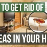 How To Treat A Couch For Fleas